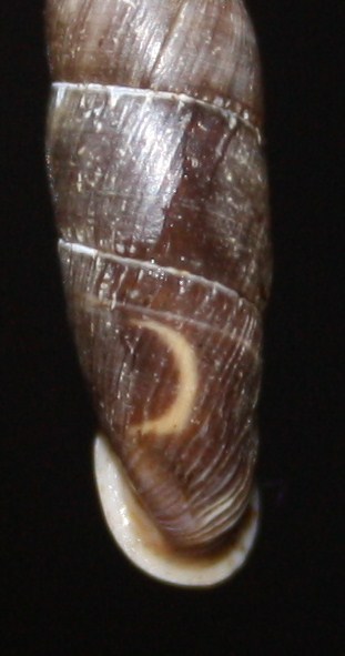 Clausiliidae da id.: Charpentieria sp?